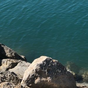 Meet your Posher, Mickey